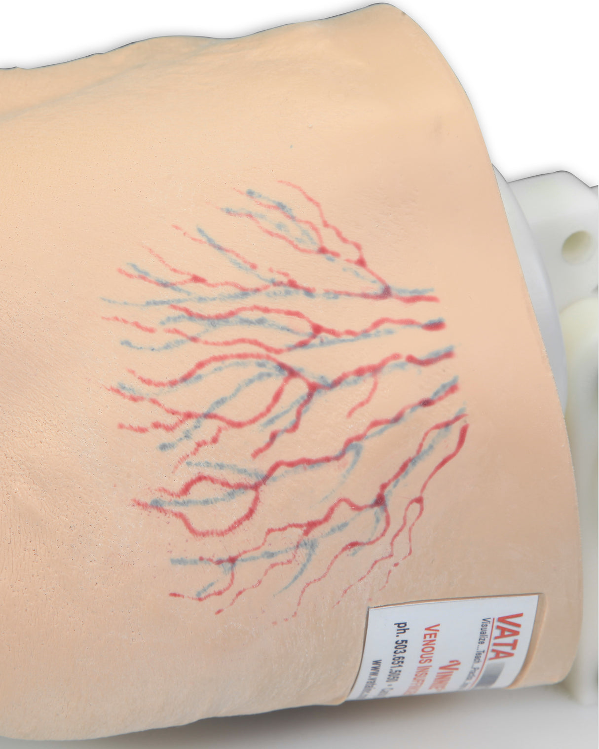 Vinnie Venous Insufficiency Leg Model