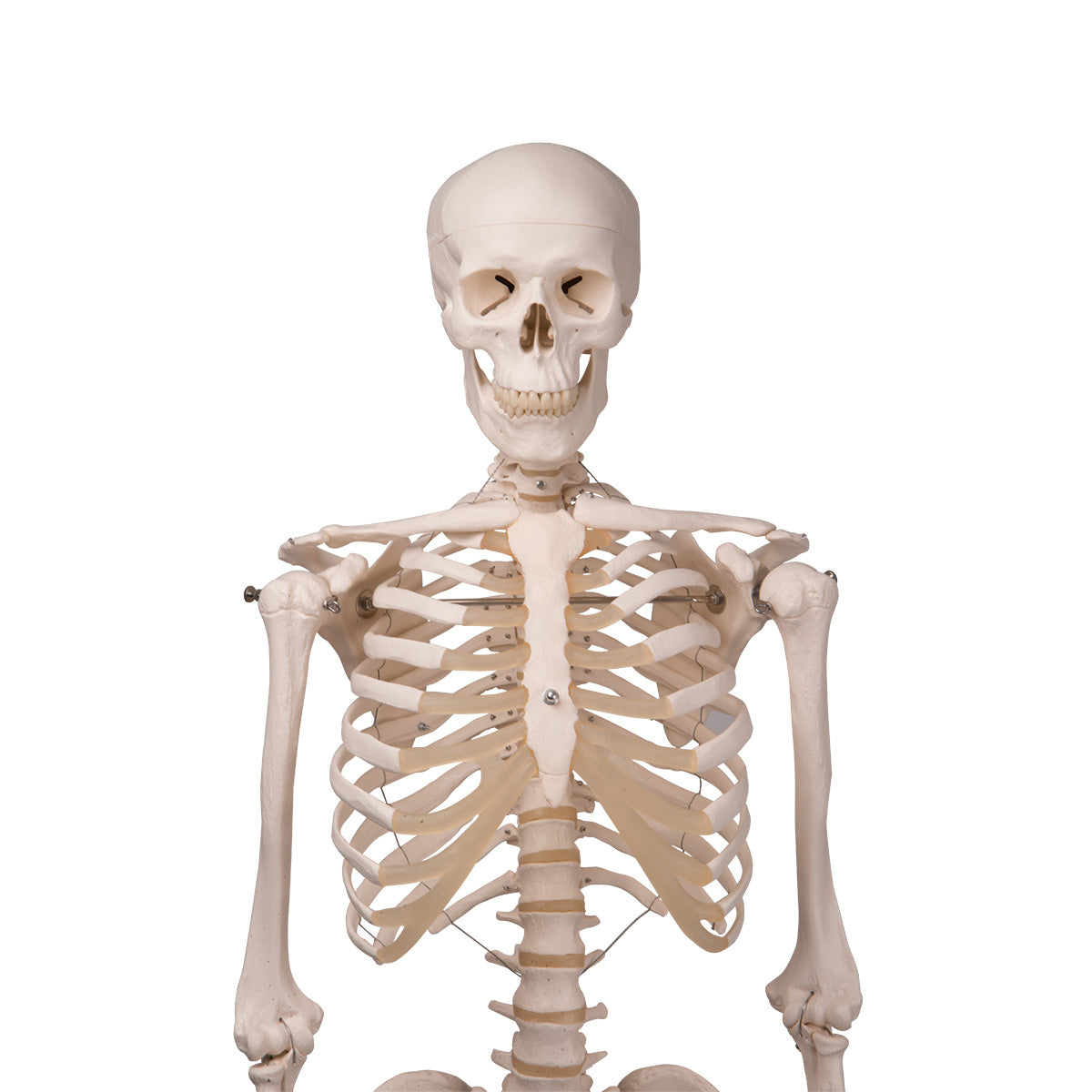 Stan Human Skeleton Model on Hanging Stand