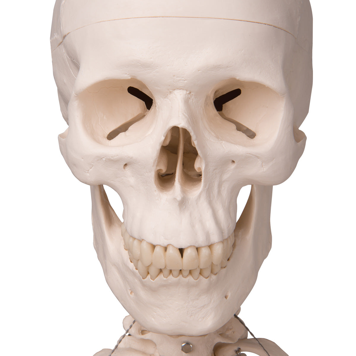 Stan Human Skeleton Model on Hanging Stand