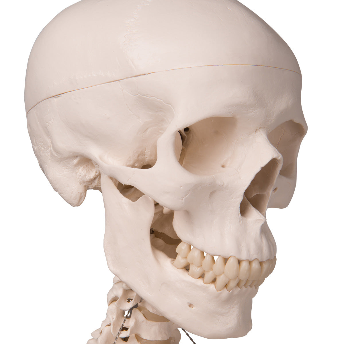Stan Human Skeleton Model on Hanging Stand