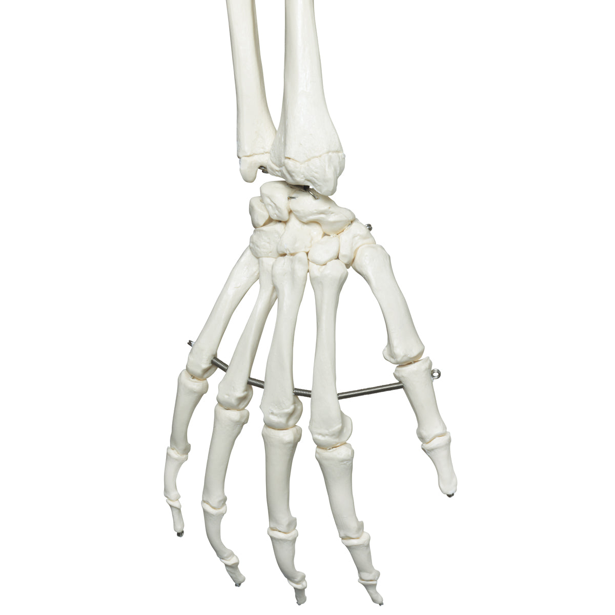 Stan Human Skeleton Model on Hanging Stand