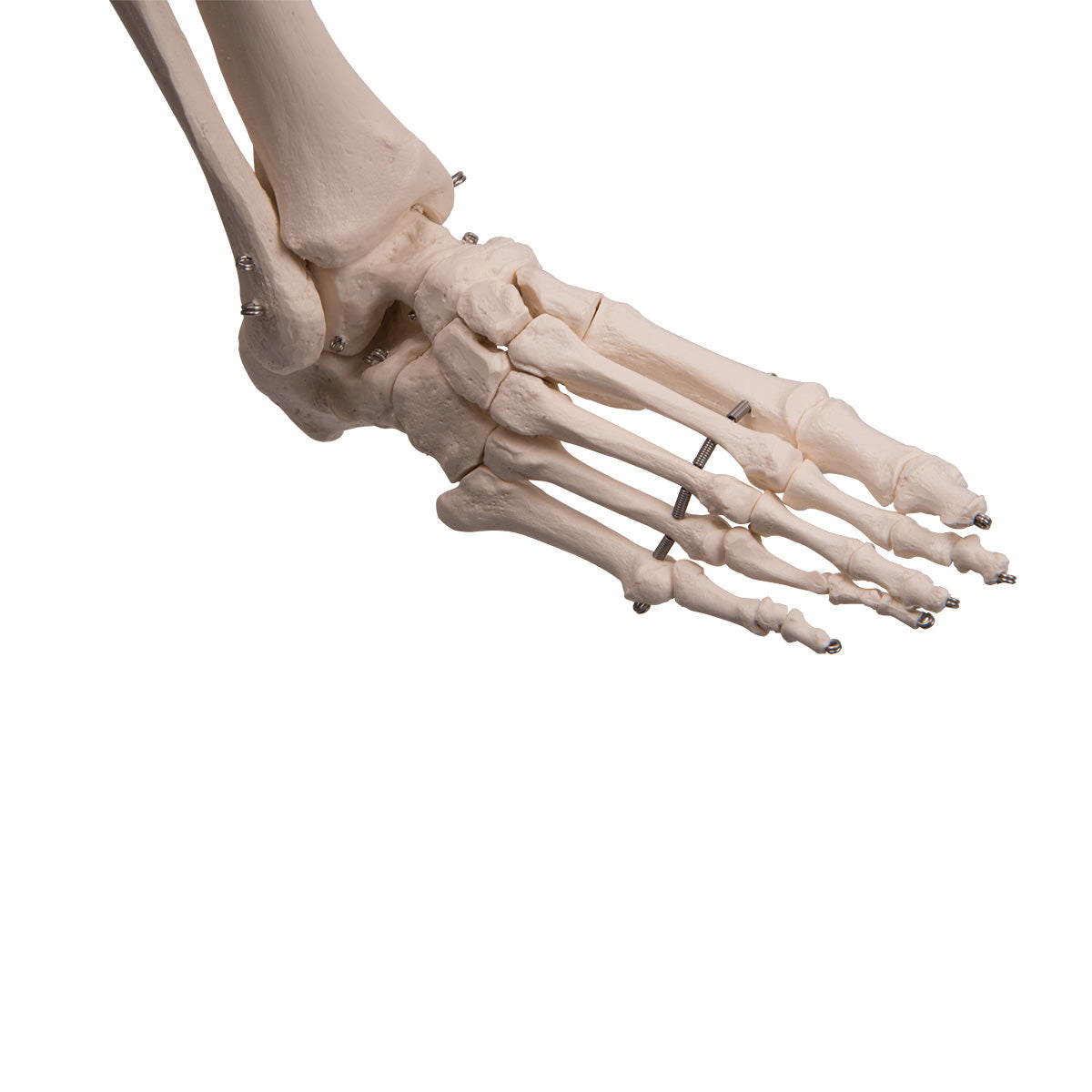 Stan Human Skeleton Model on Hanging Stand
