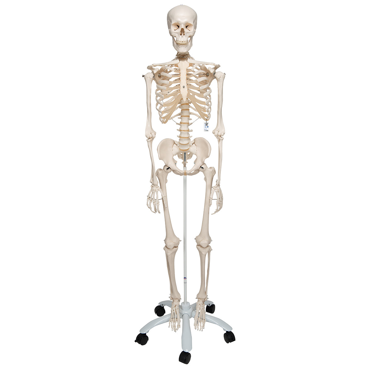 Human Skeleton Model Stan Pelvic Mounted