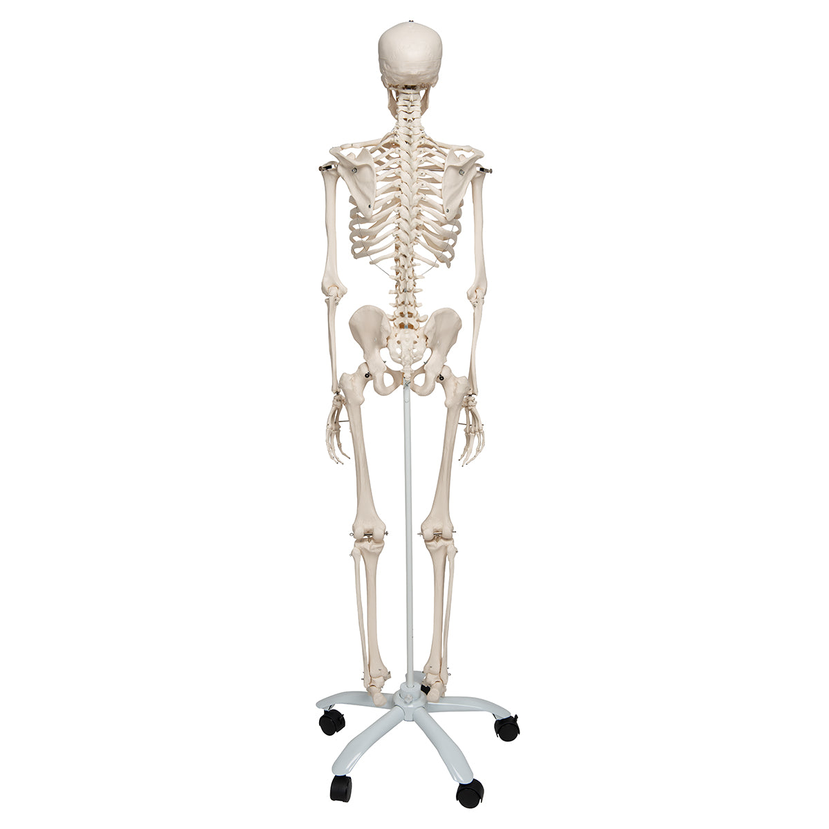 Human Skeleton Model Stan Pelvic Mounted