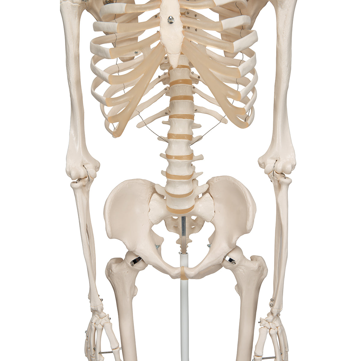 Human Skeleton Model Stan Pelvic Mounted