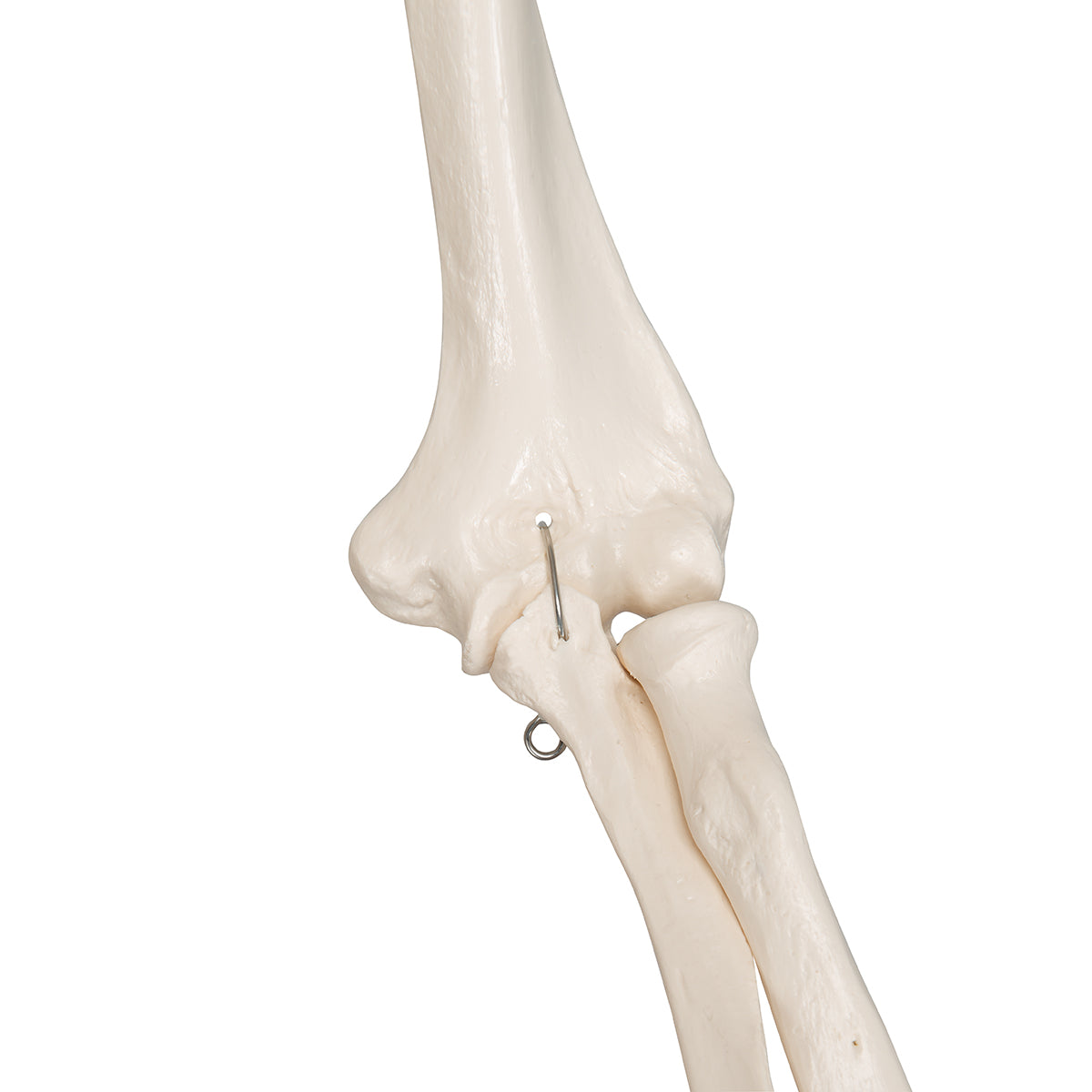 Human Skeleton Model Stan Pelvic Mounted