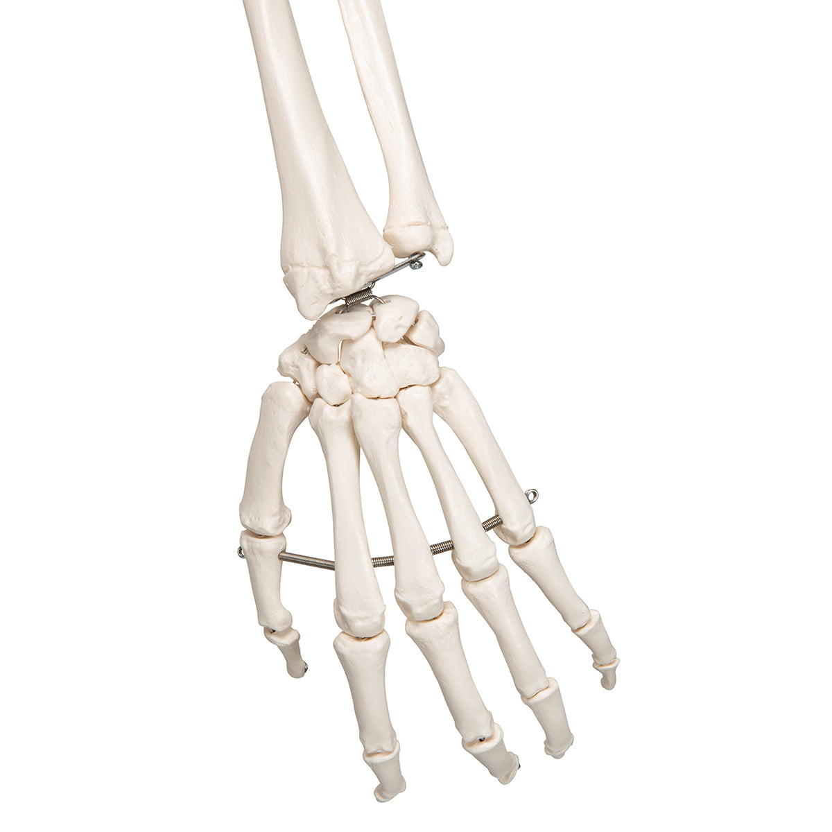 Human Skeleton Model Stan Pelvic Mounted