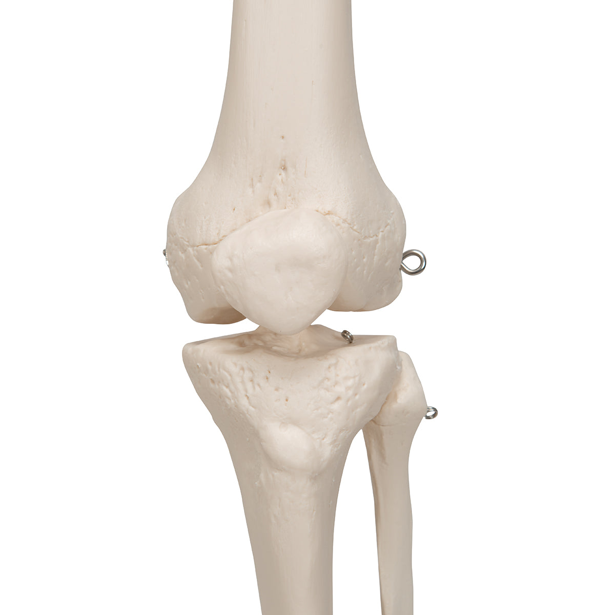 Human Skeleton Model Stan Pelvic Mounted