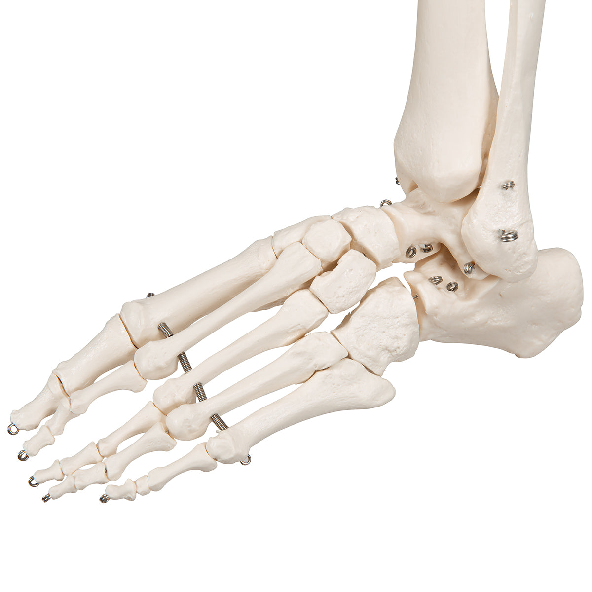 Human Skeleton Model Stan Pelvic Mounted
