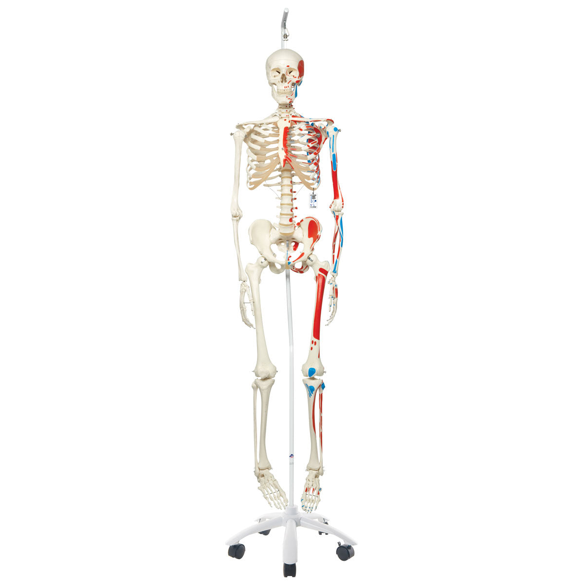 Max Human Skeleton Model with Painted Muscle Origins & Inserts
