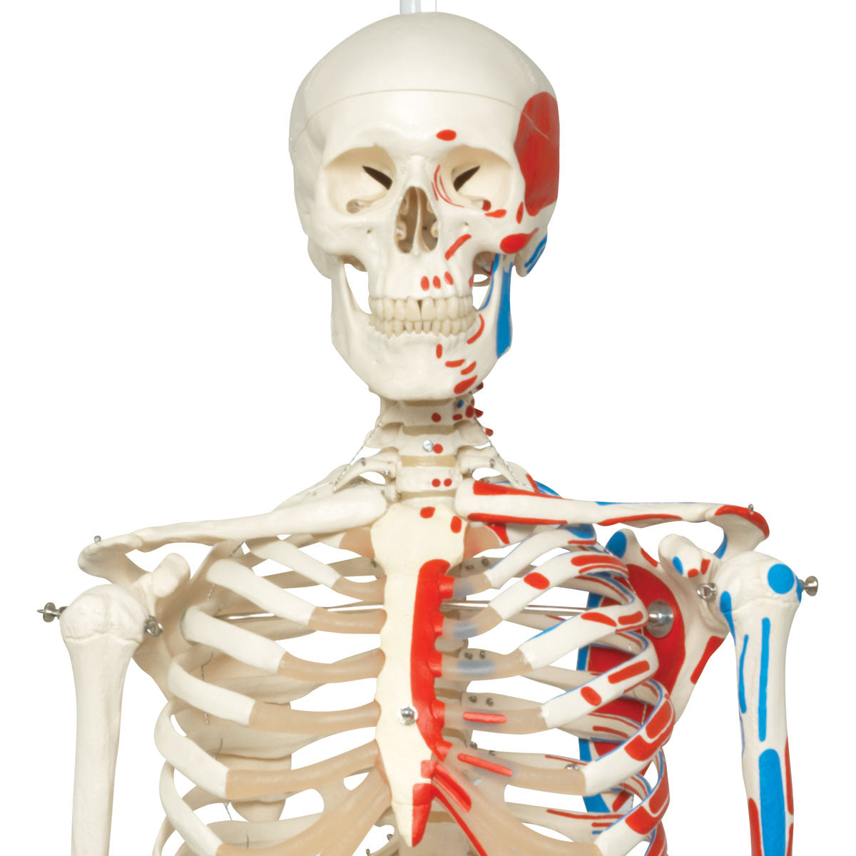 Max Human Skeleton Model with Painted Muscle Origins & Inserts