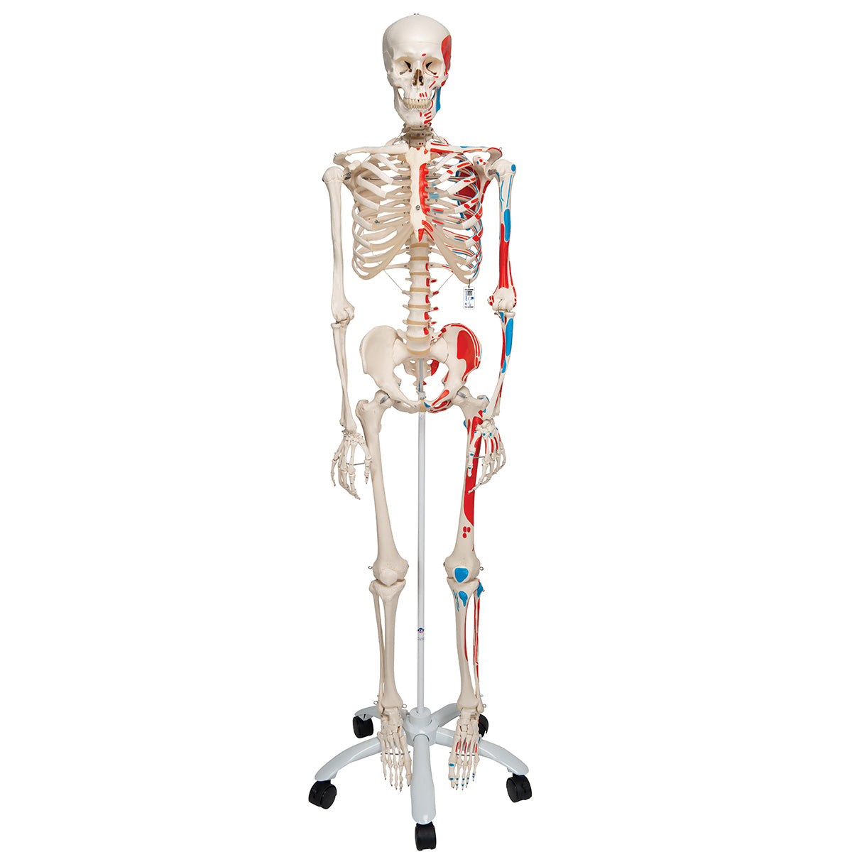 Max Human Skeleton Model with Painted Muscle Origins & Inserts