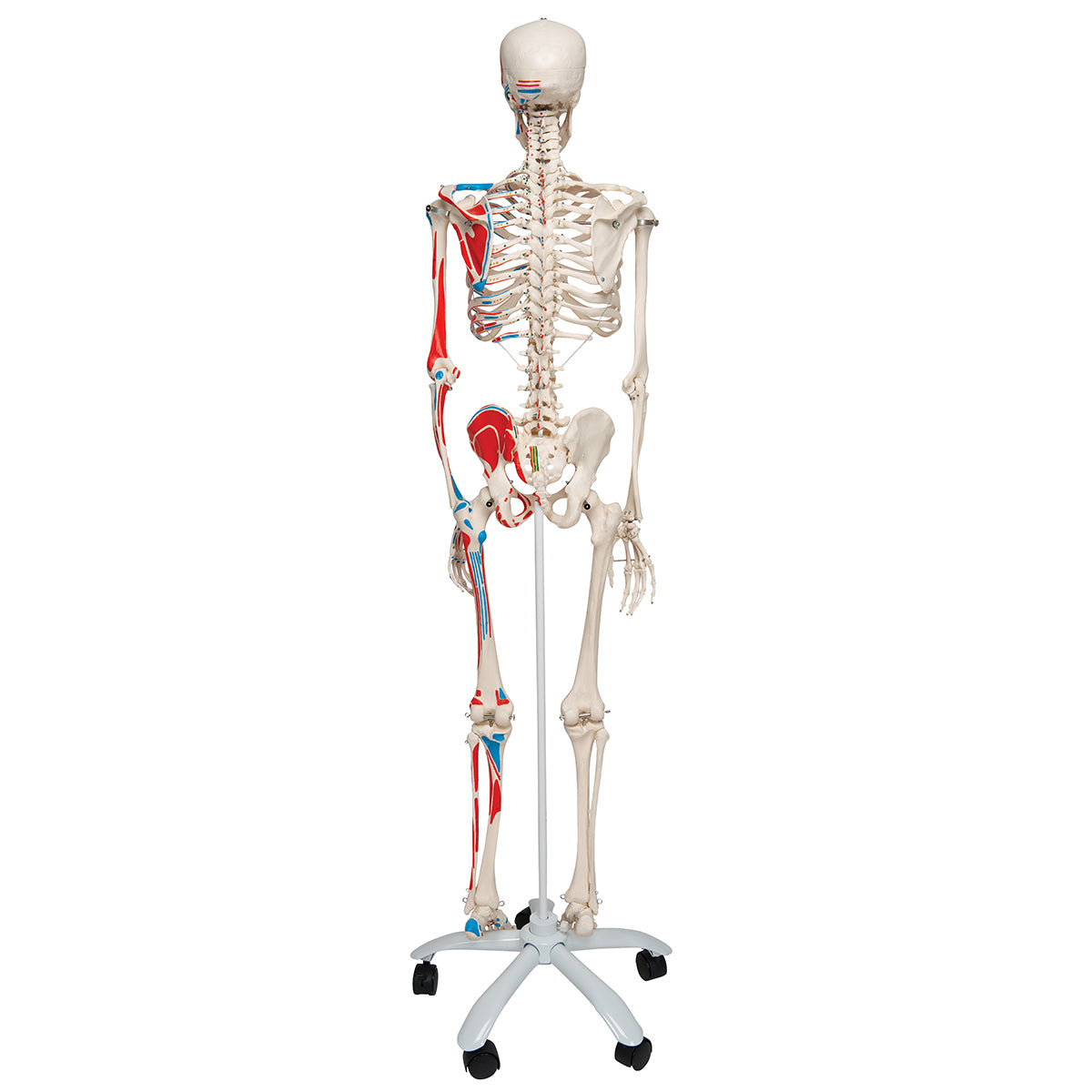 Max Human Skeleton Model with Painted Muscle Origins & Inserts