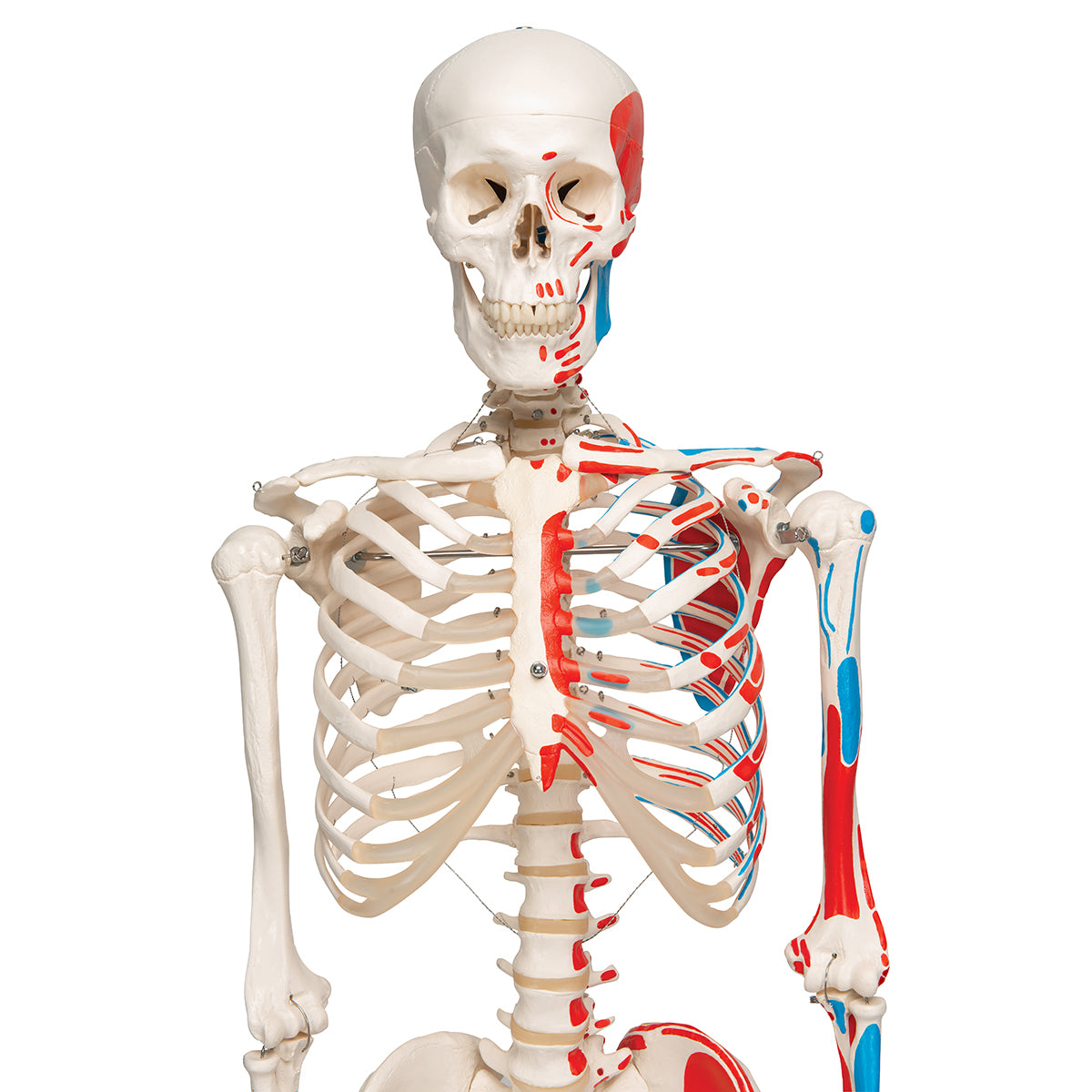 Max Human Skeleton Model with Painted Muscle Origins & Inserts