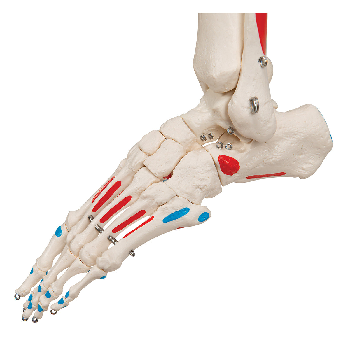 Max Human Skeleton Model with Painted Muscle Origins & Inserts
