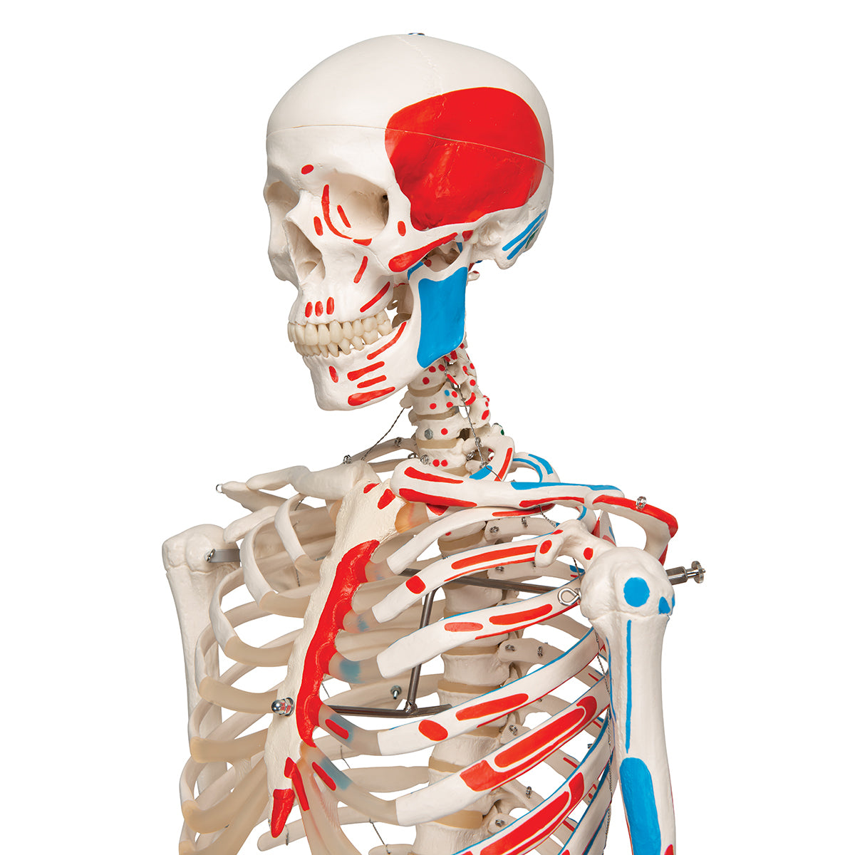 Max Human Skeleton Model with Painted Muscle Origins & Inserts