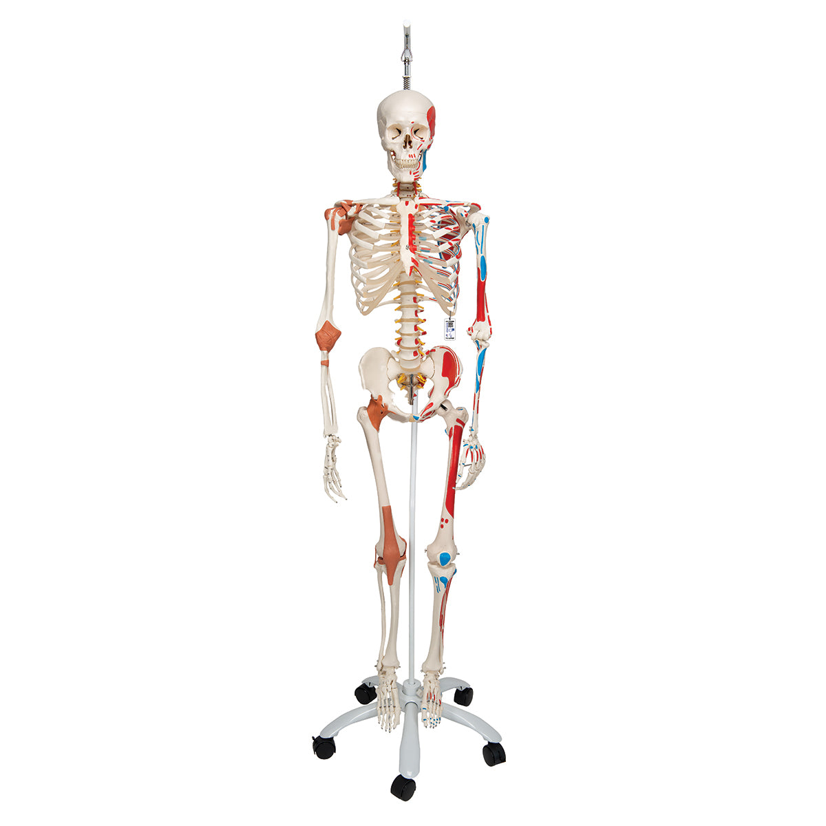 Sam Human Skeleton Model on Hanging Stand