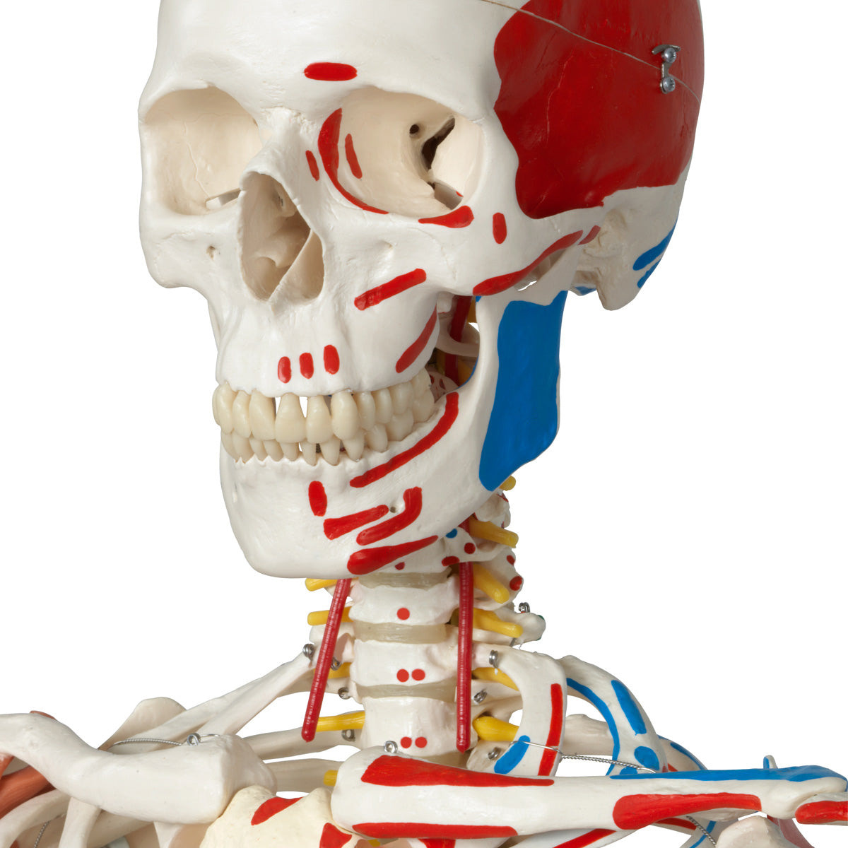 Sam Human Skeleton Model on Hanging Stand