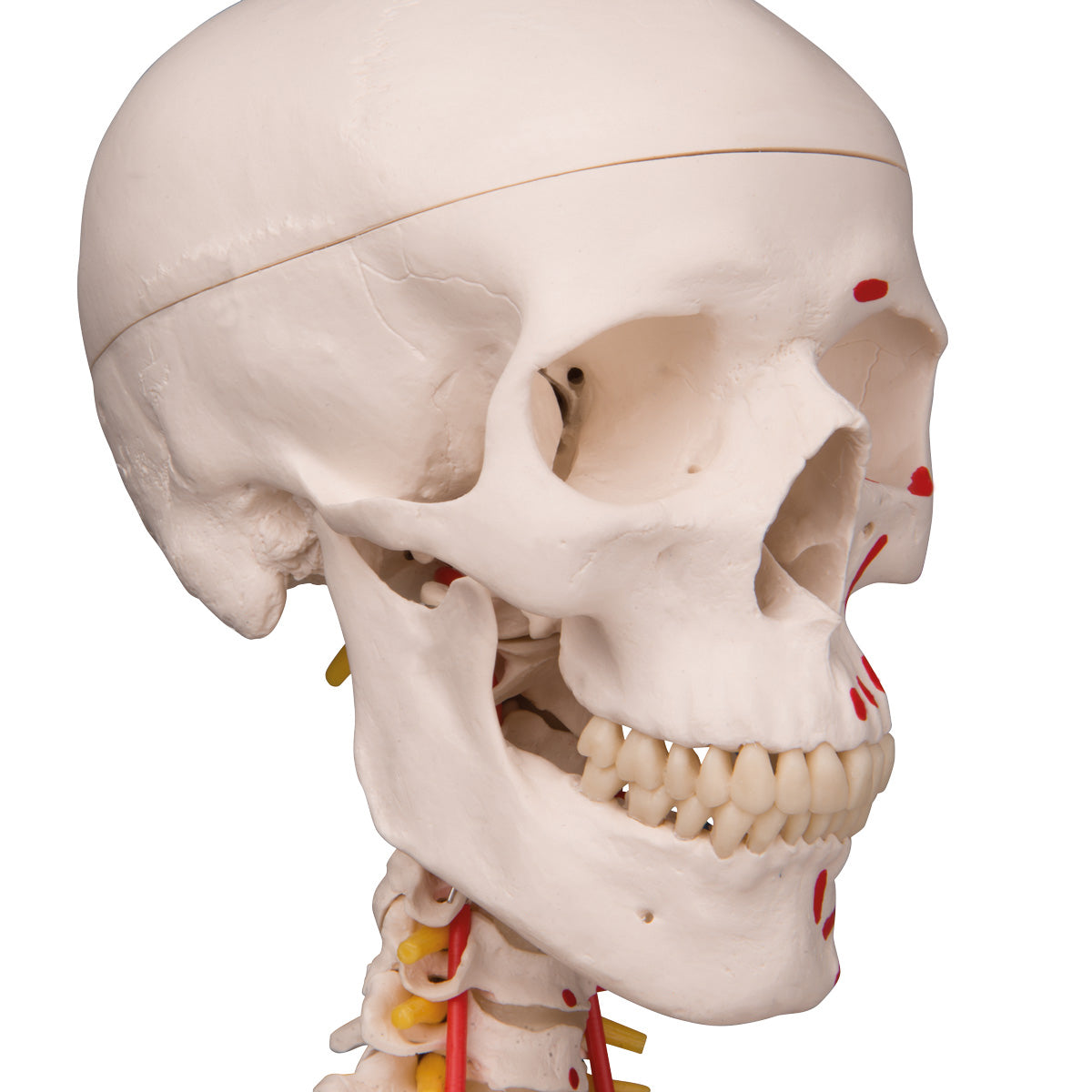 Sam Human Skeleton Model on Hanging Stand