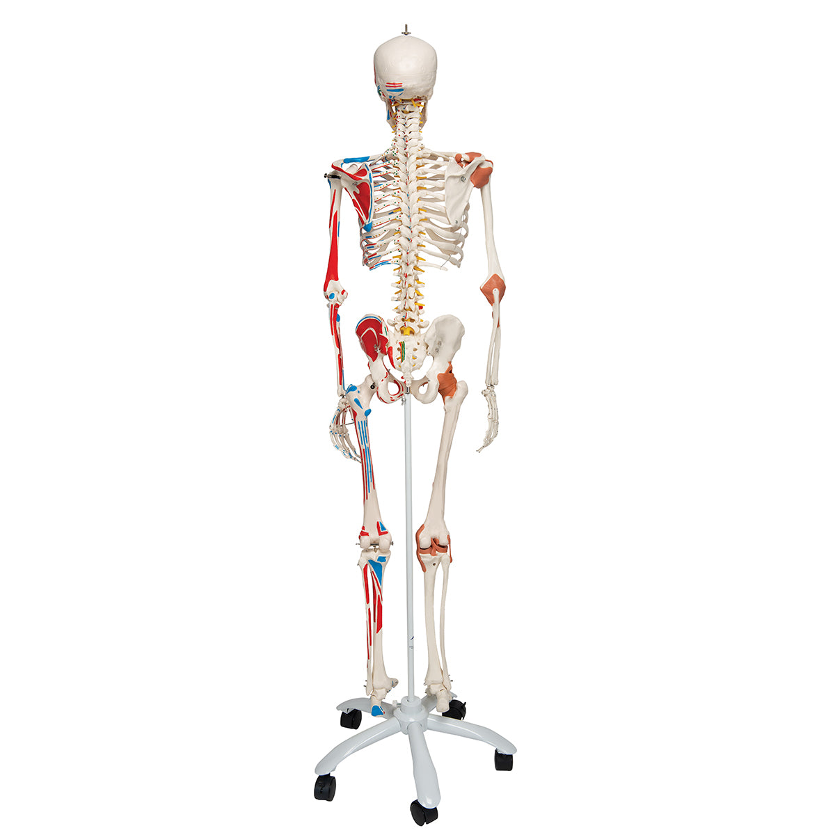 Sam Human Skeleton Model with Muscles & Ligaments
