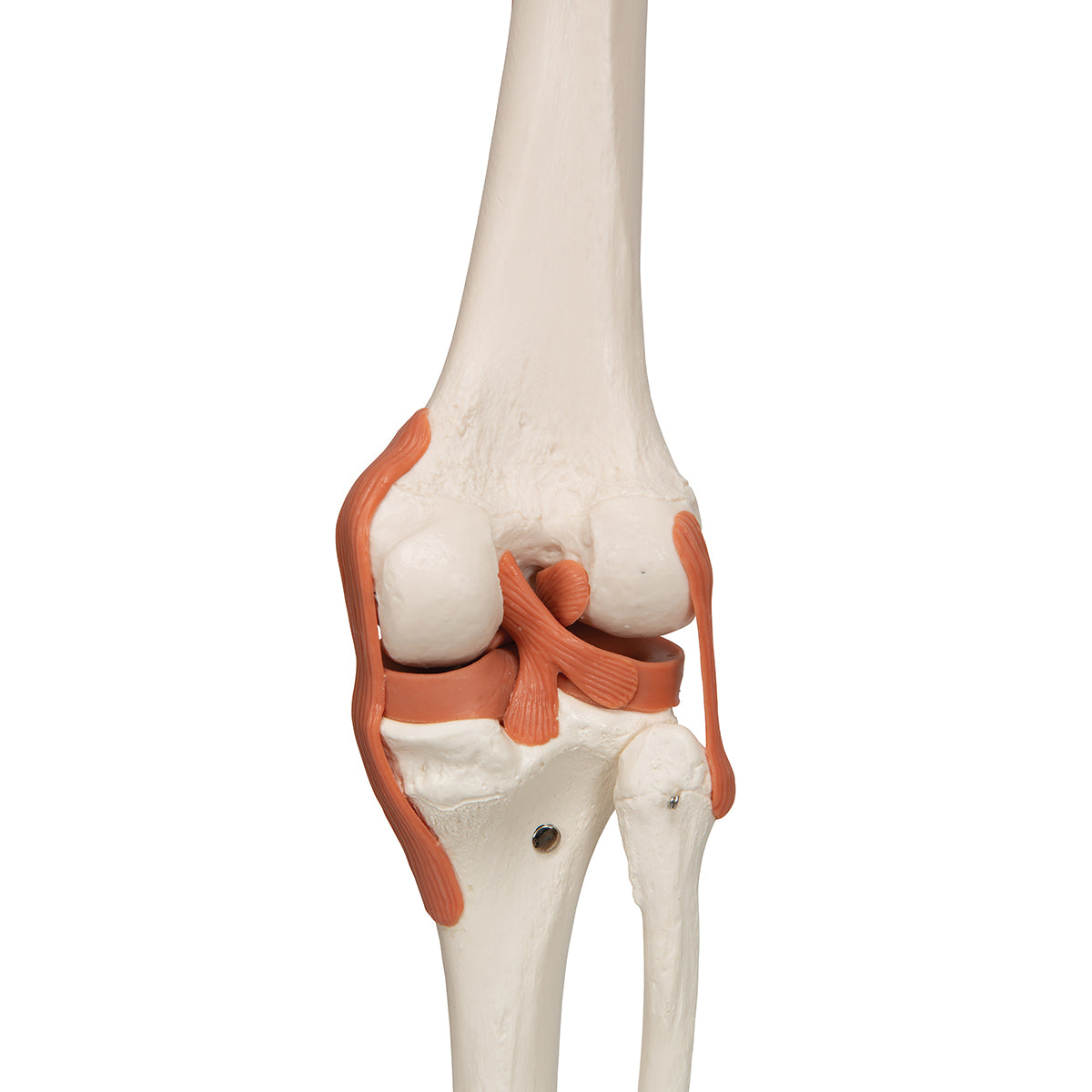 Sam Human Skeleton Model with Muscles & Ligaments