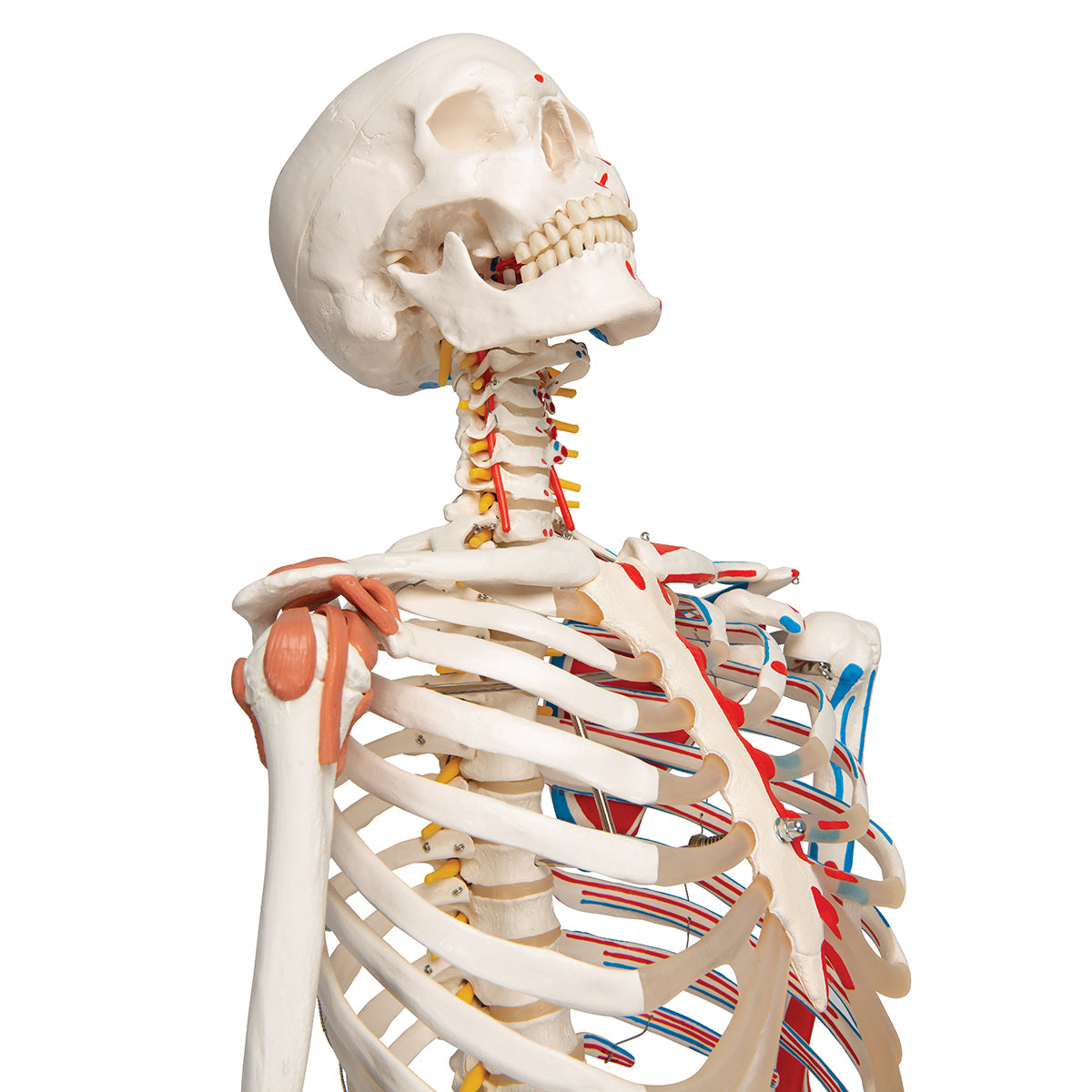 Sam Human Skeleton Model with Muscles & Ligaments