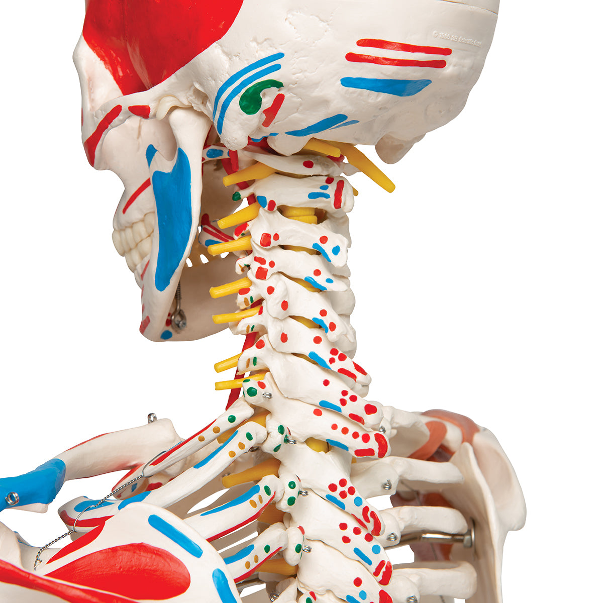 Sam Human Skeleton Model with Muscles & Ligaments