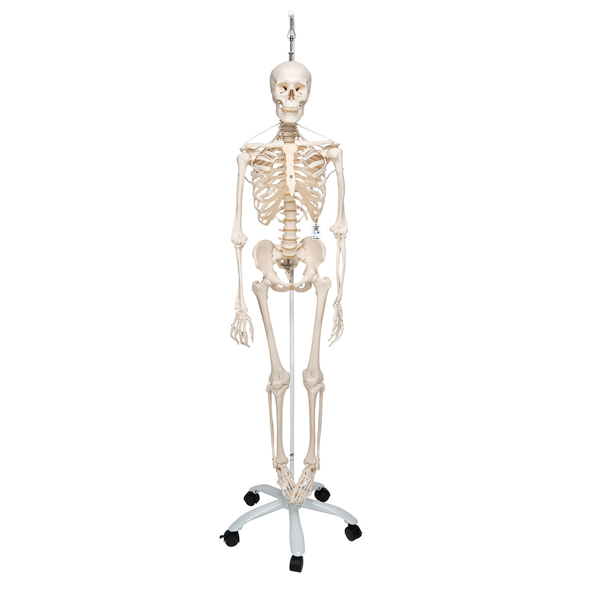 Functional & Physiological Skeleton Model Frank on Hanging Stand