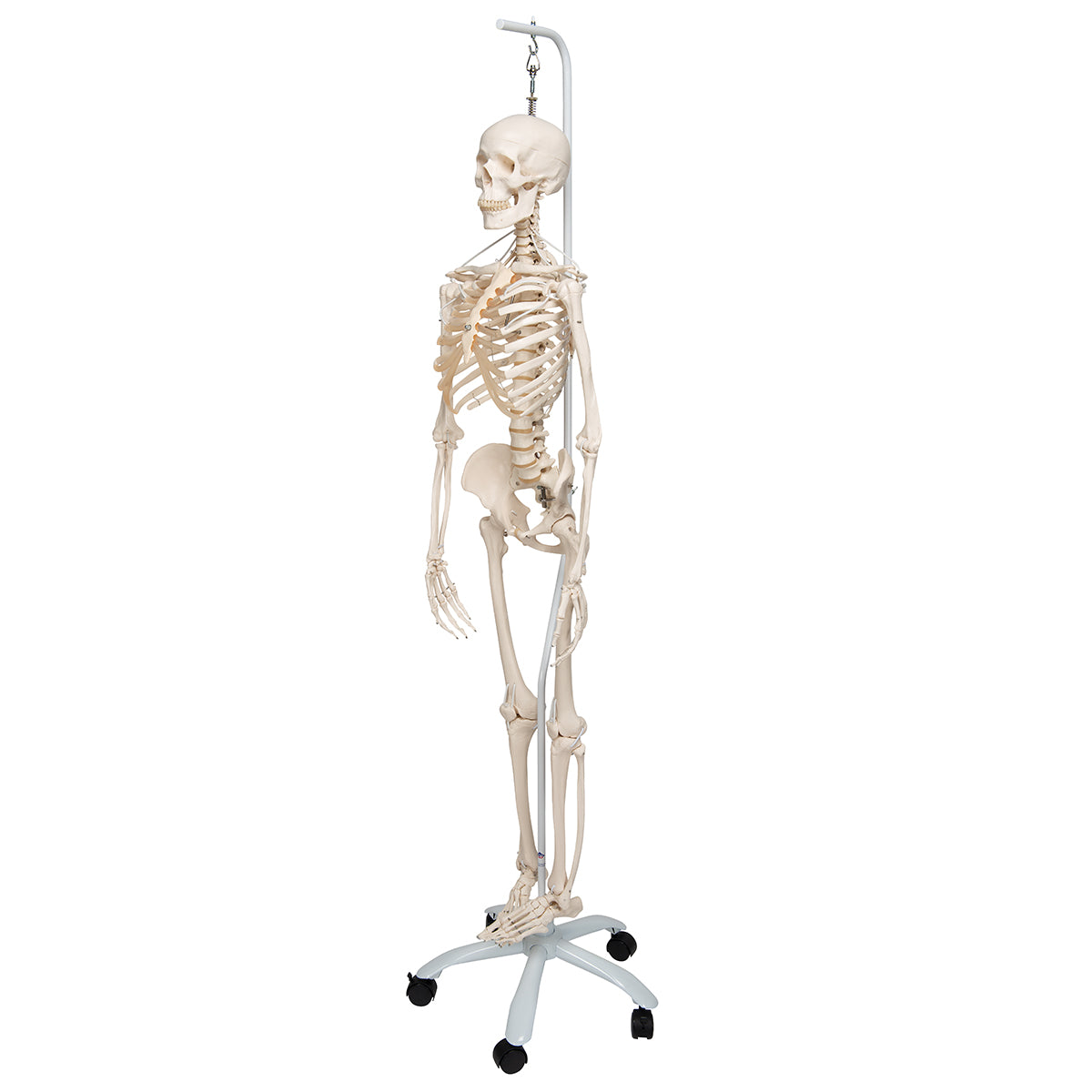 Functional & Physiological Skeleton Model Frank on Hanging Stand