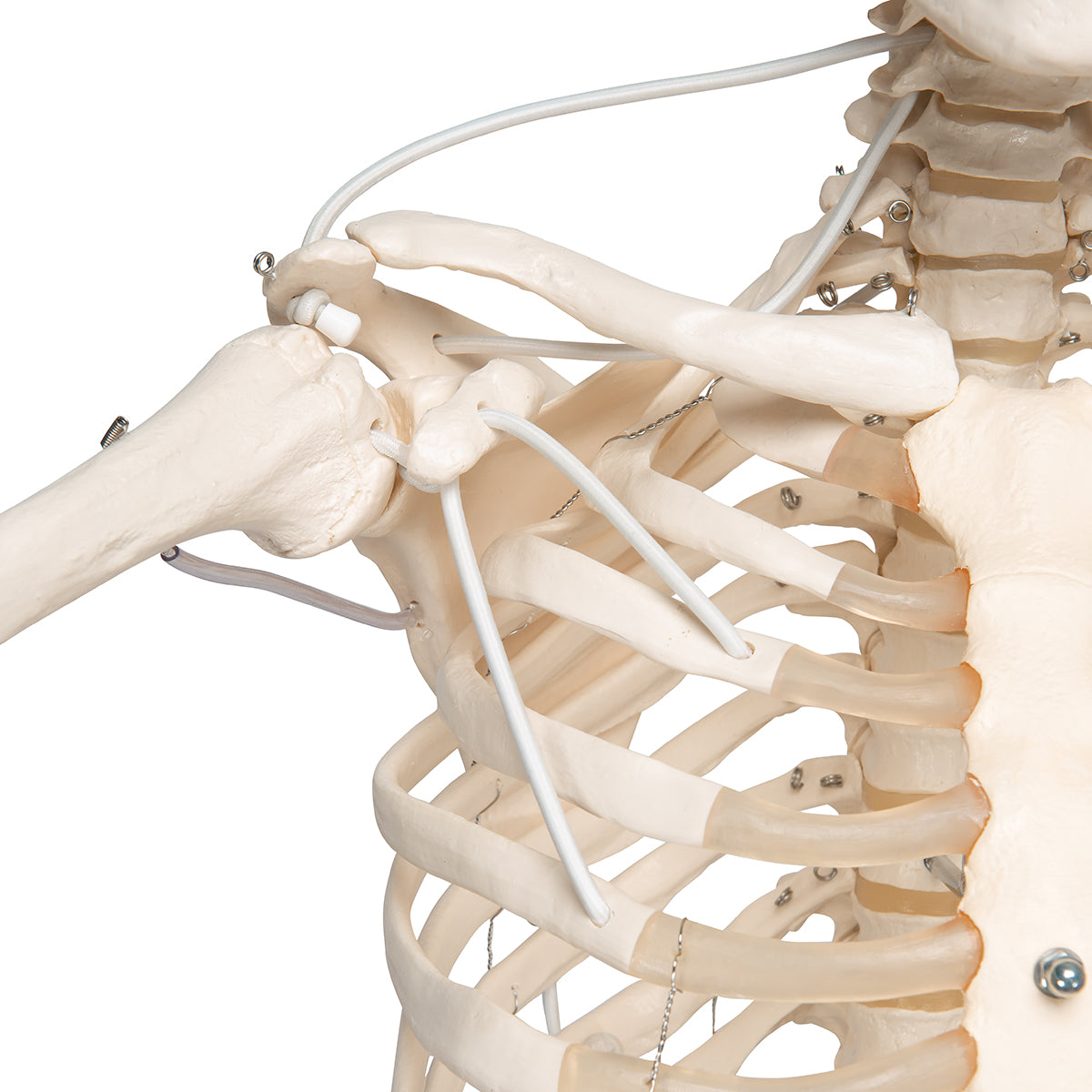 Functional & Physiological Skeleton Model Frank on Hanging Stand