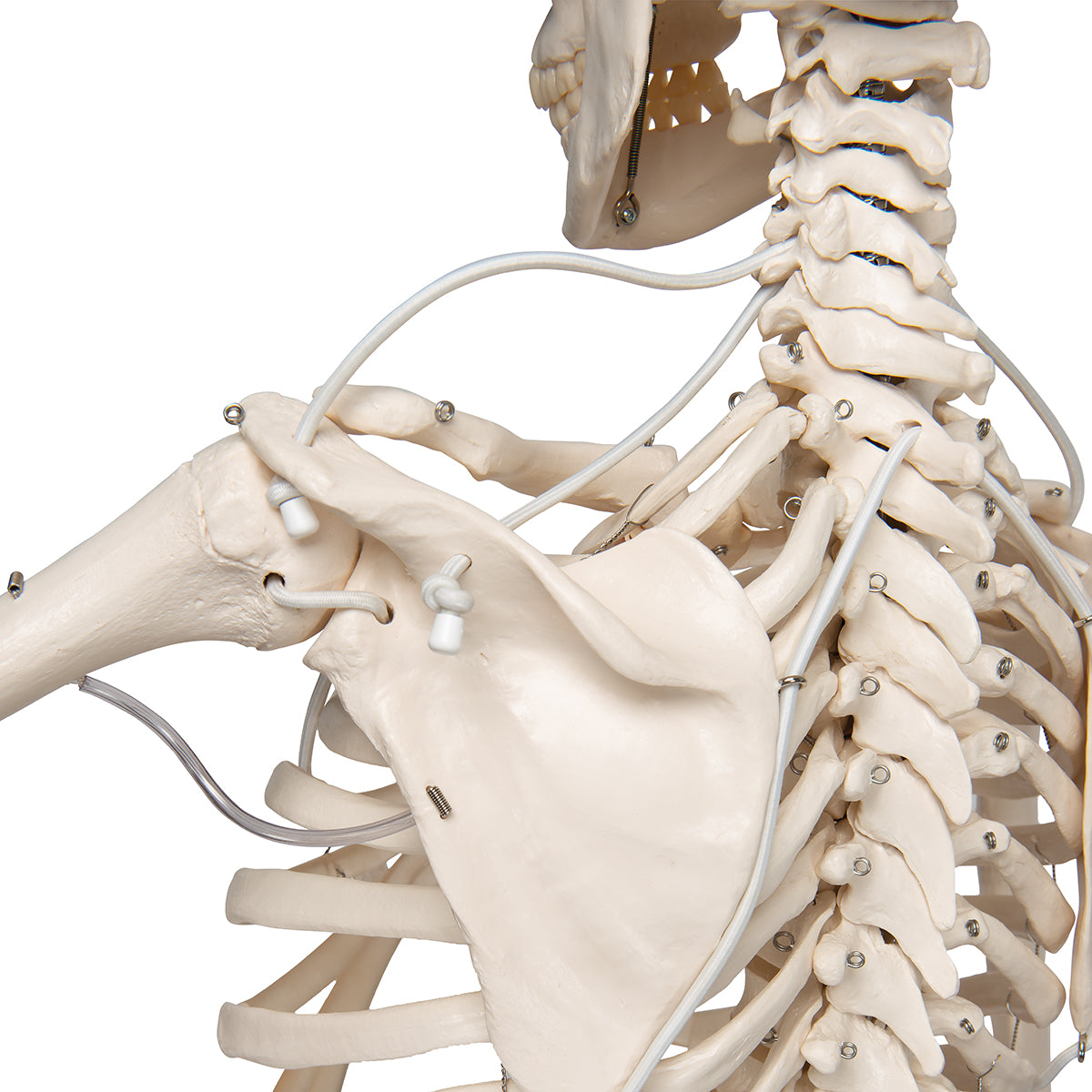 Functional & Physiological Skeleton Model Frank on Hanging Stand