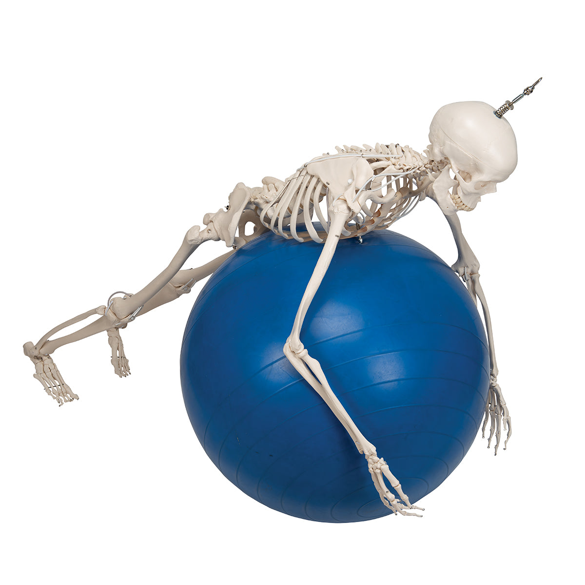 Functional & Physiological Skeleton Model Frank on Hanging Stand