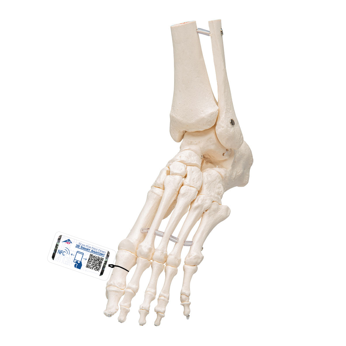 Foot & Ankle Skeleton, Elastic Mounted