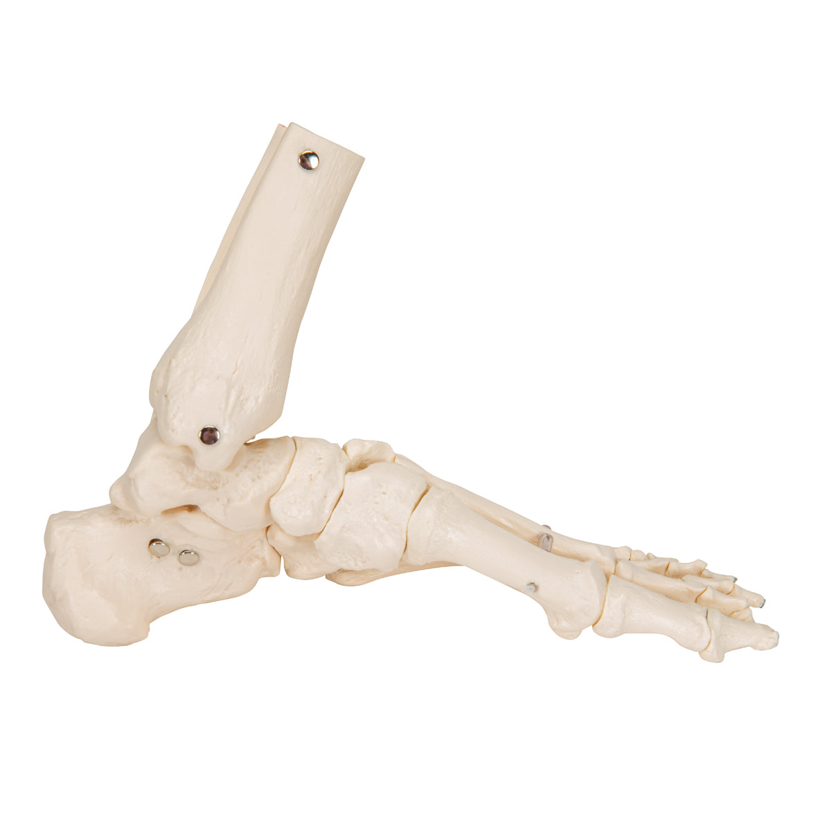Foot & Ankle Skeleton, Elastic Mounted