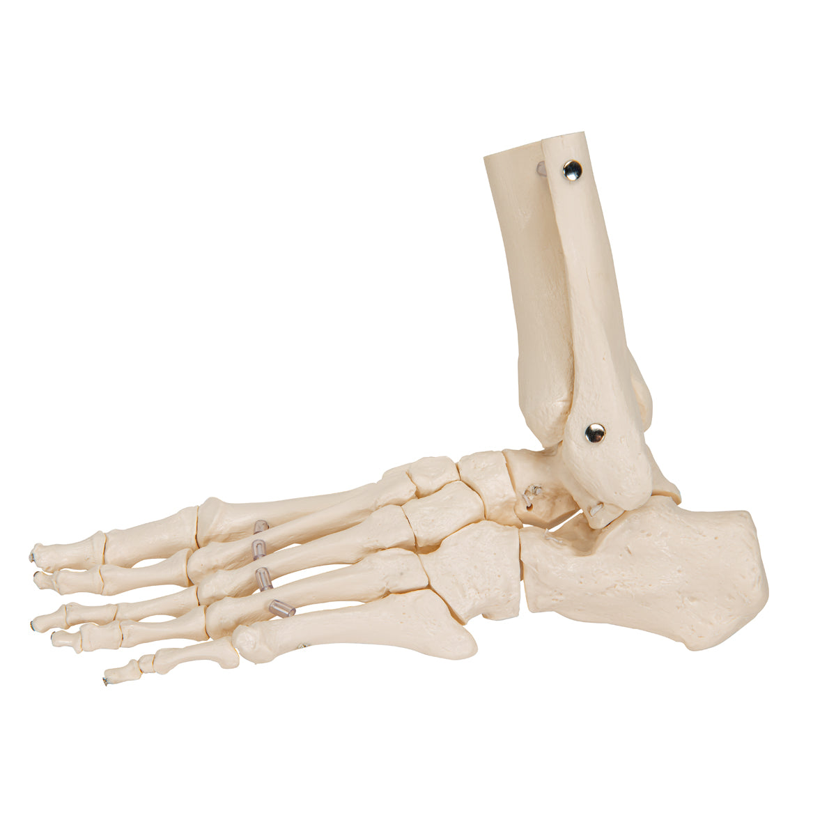 Foot & Ankle Skeleton, Elastic Mounted