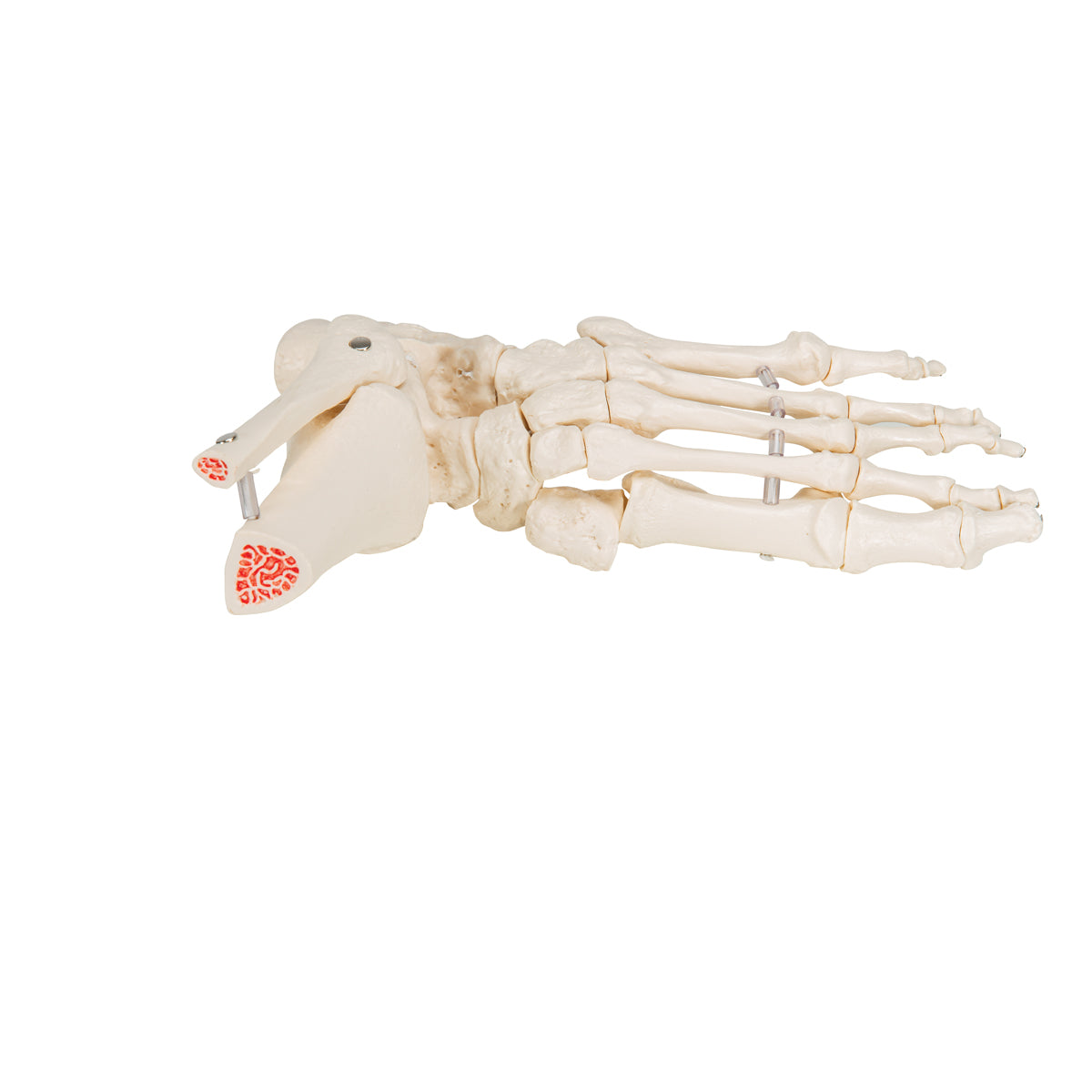 Foot & Ankle Skeleton, Elastic Mounted