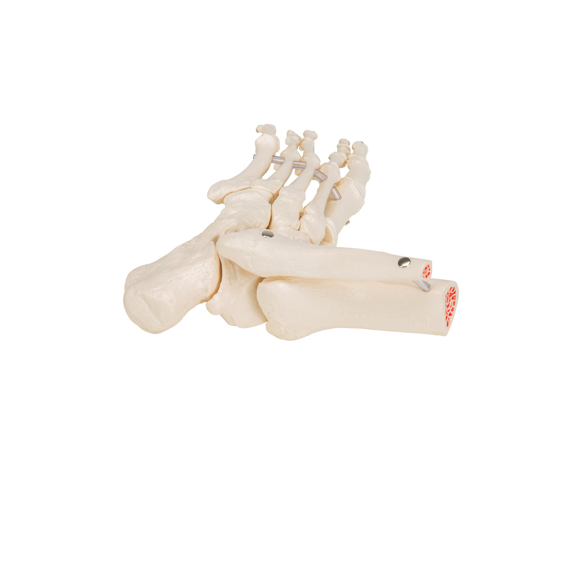 Foot & Ankle Skeleton, Elastic Mounted