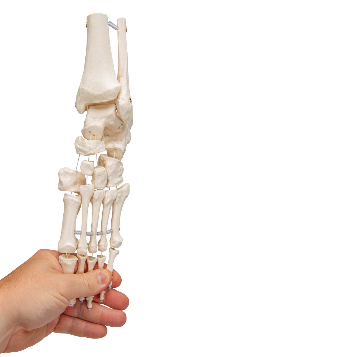 Foot & Ankle Skeleton, Elastic Mounted