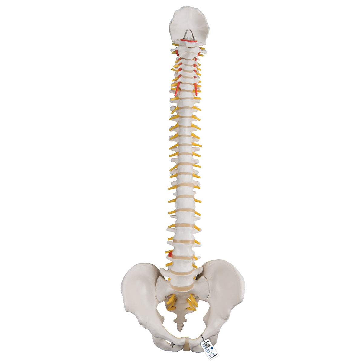 Classic Flexible Spine Male Model