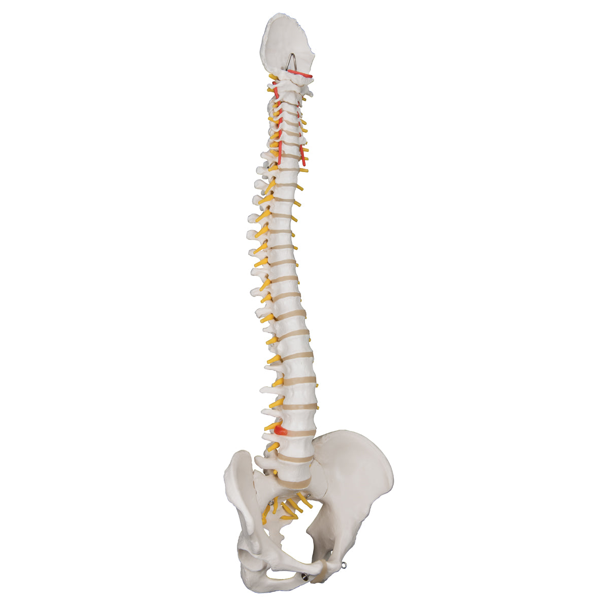 Classic Flexible Spine Male Model