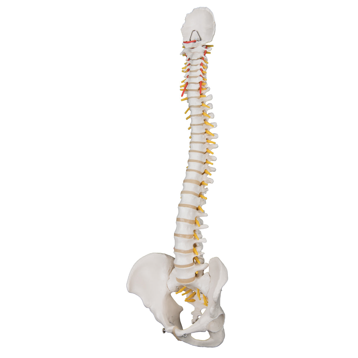 Classic Flexible Spine Male Model