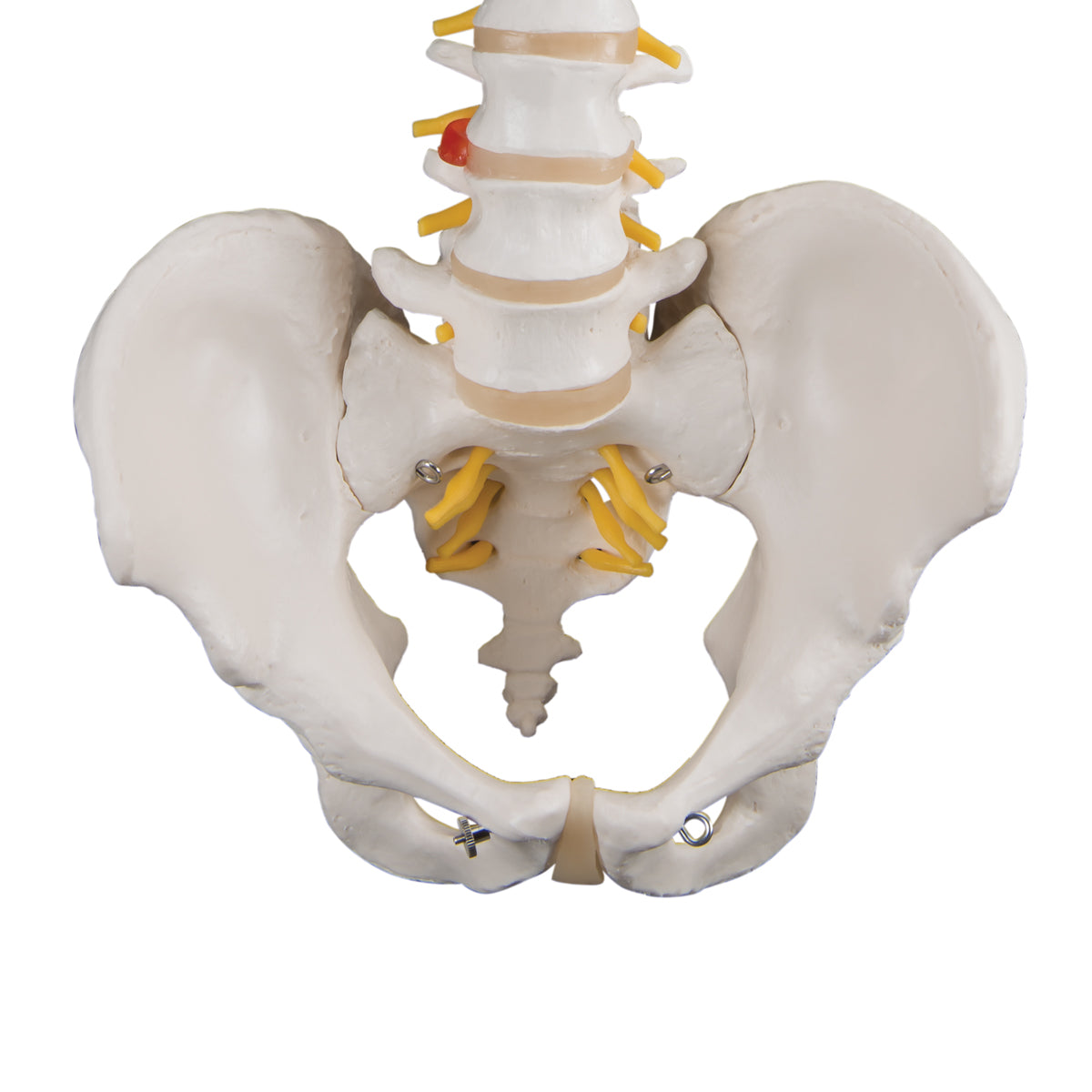 Classic Flexible Spine Male Model