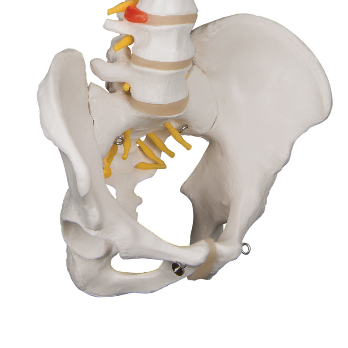 Classic Flexible Spine Male Model