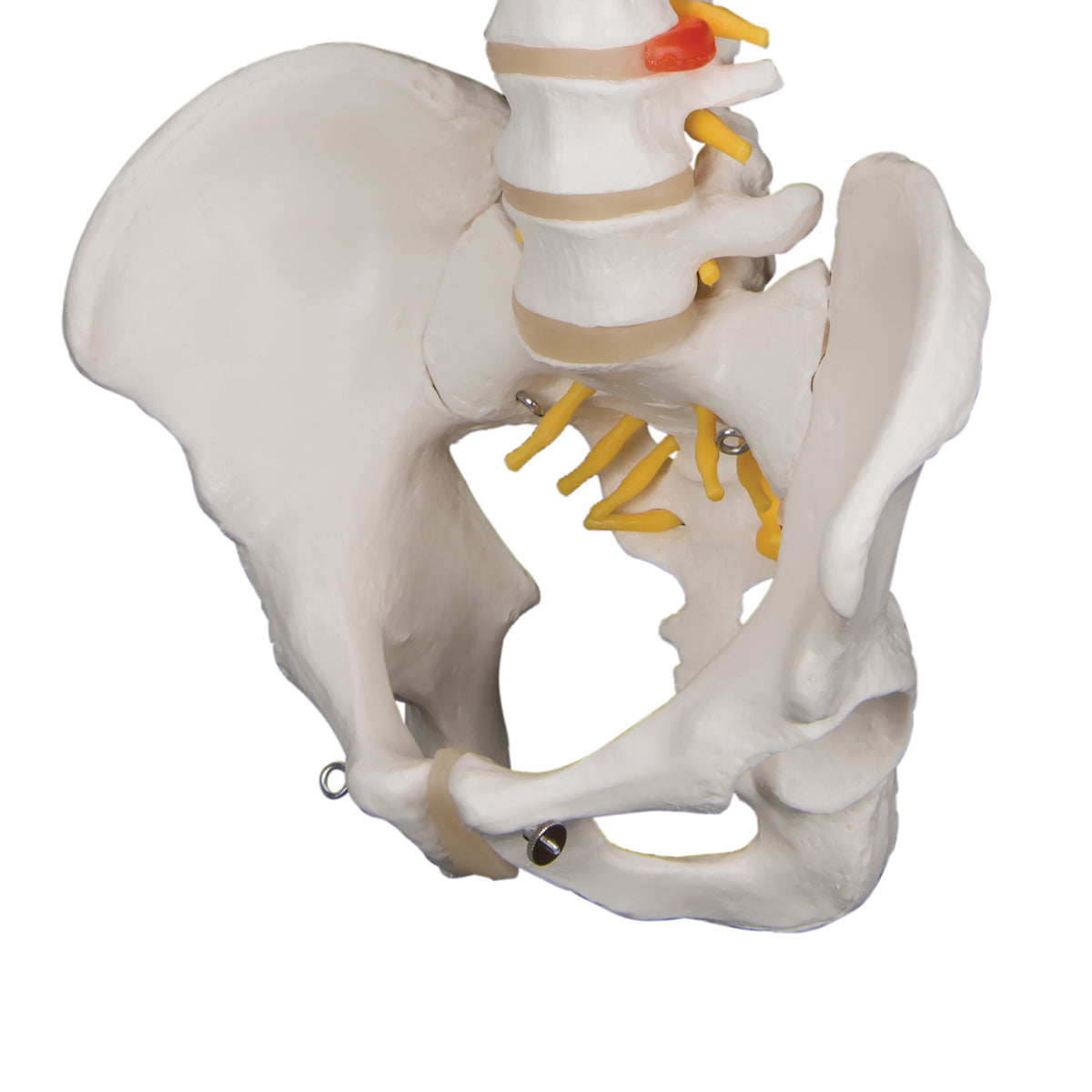 Classic Flexible Spine Male Model