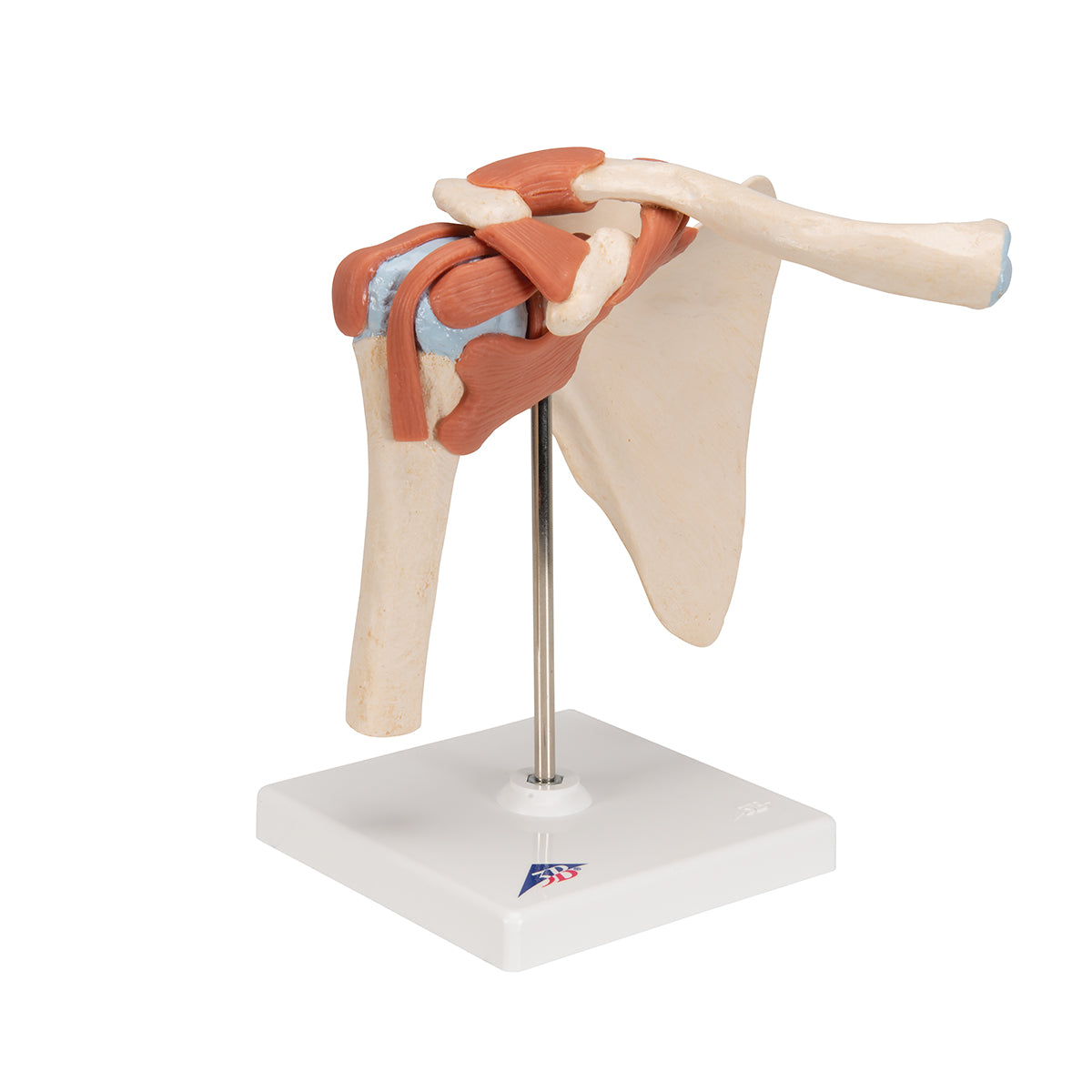 Deluxe Functional Shoulder Joint