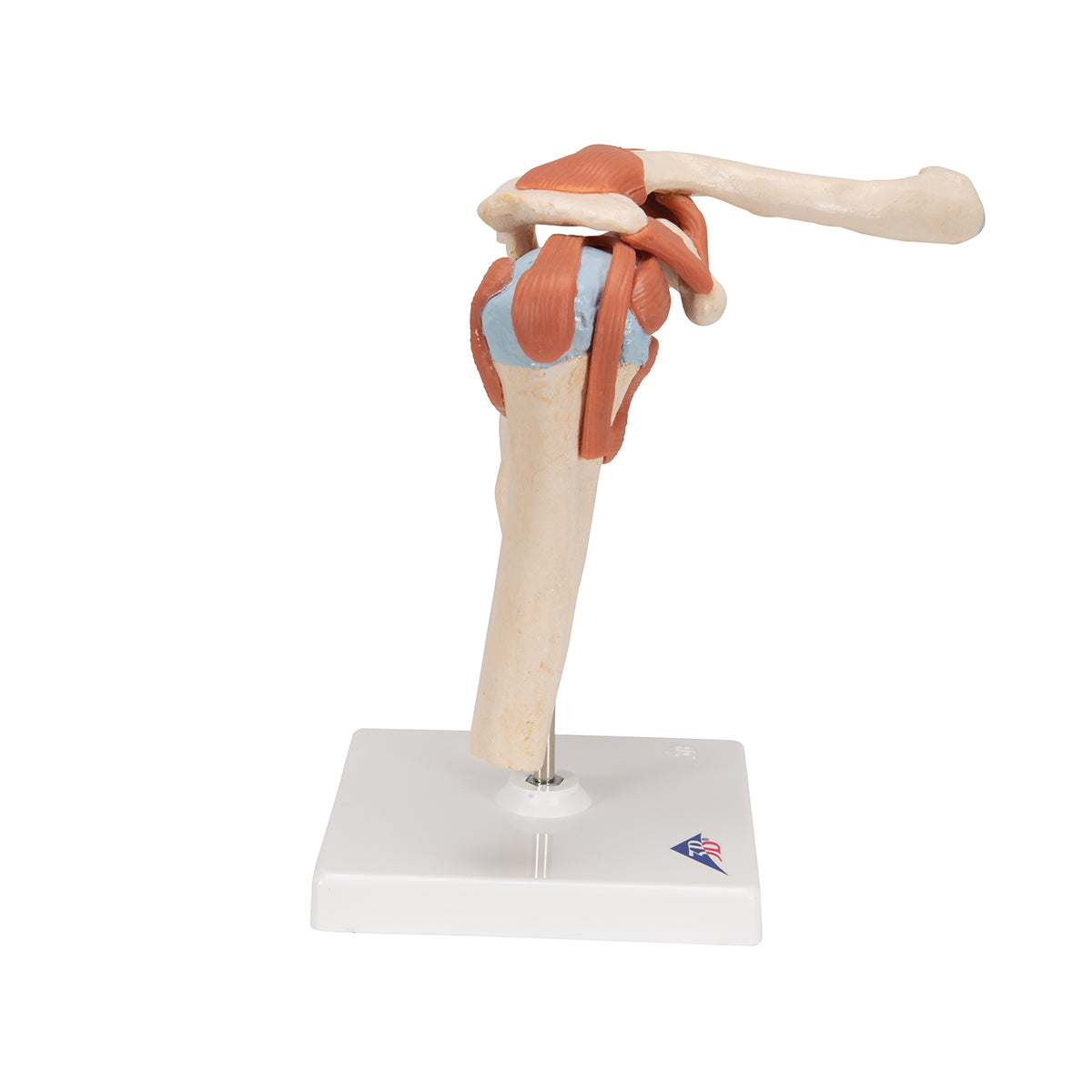Deluxe Functional Shoulder Joint