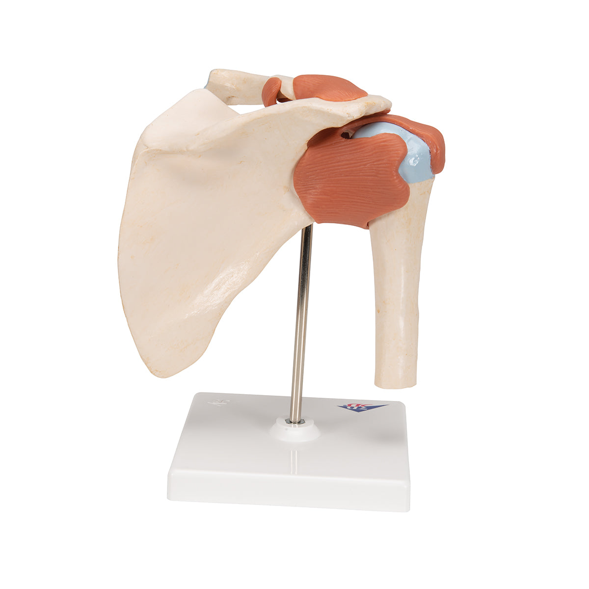 Deluxe Functional Shoulder Joint