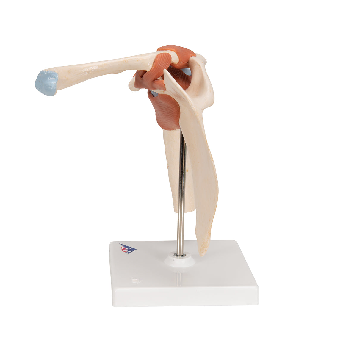 Deluxe Functional Shoulder Joint