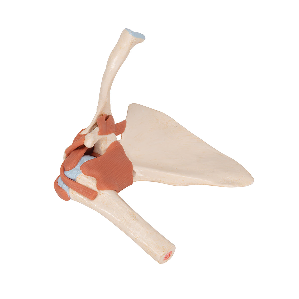 Deluxe Functional Shoulder Joint