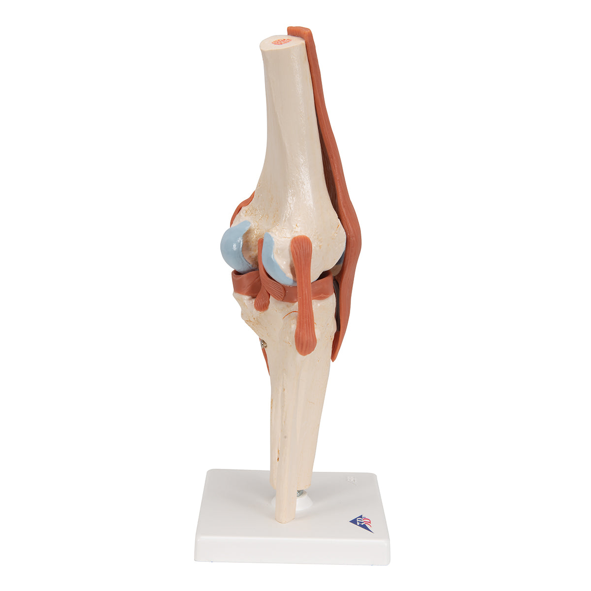 Deluxe Functional Knee Joint Model
